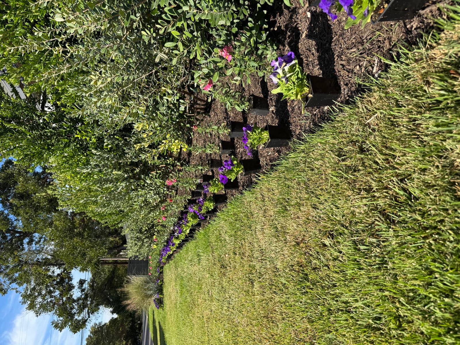 Softscaping & Planting in Rollingwood