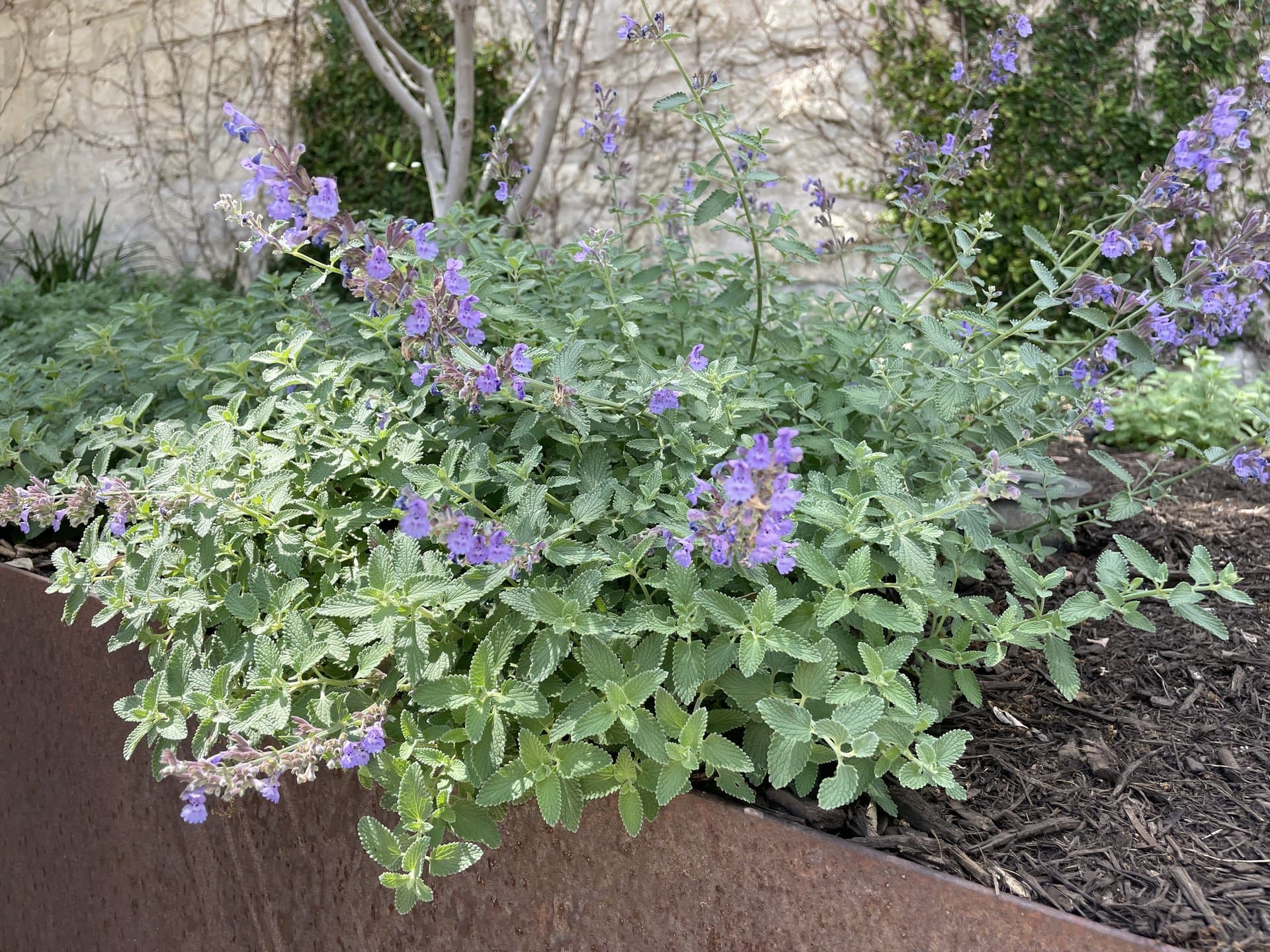 Softscaping & Planting in Bee Cave