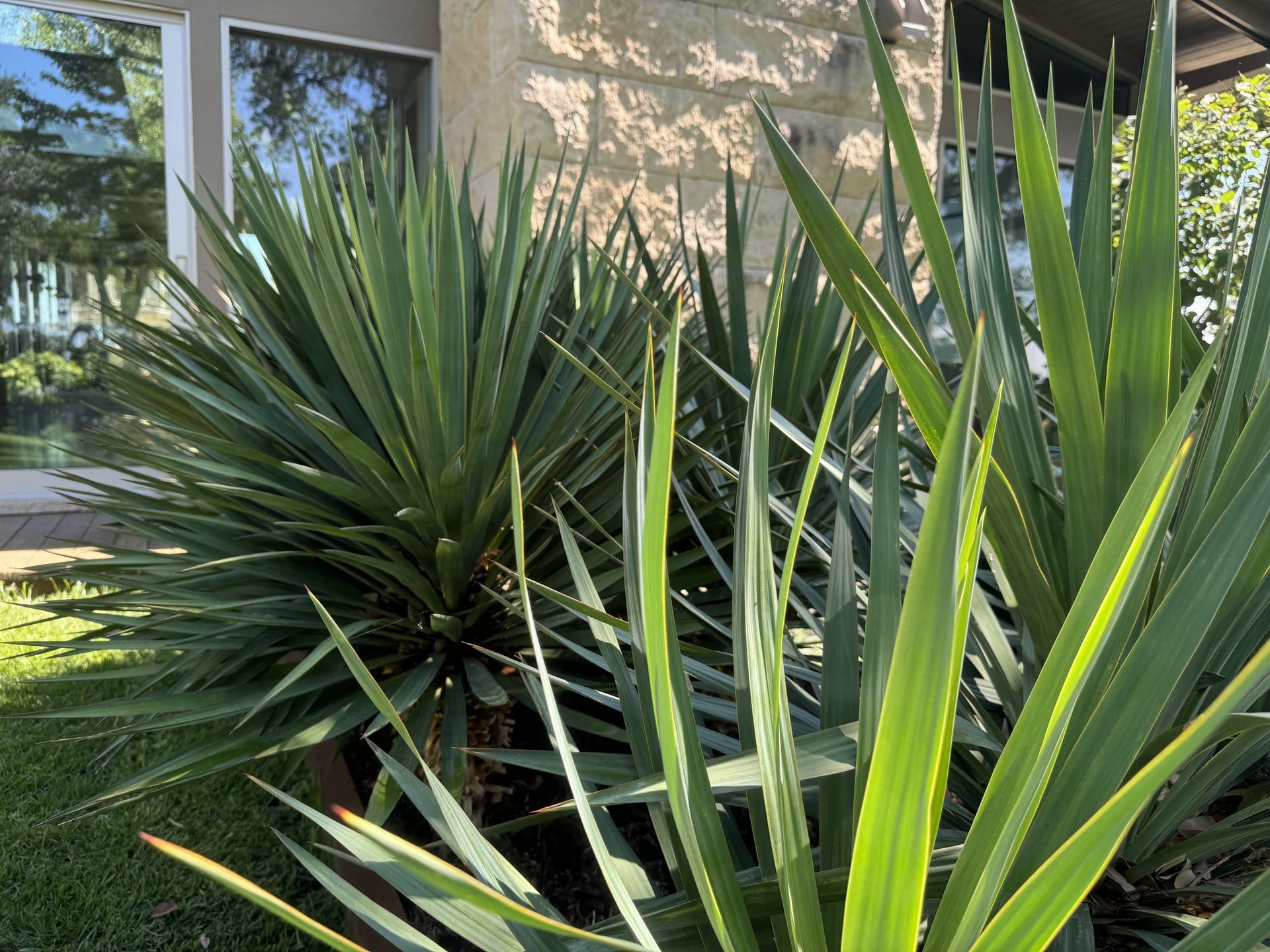 Softscaping & Planting project in Bee Cave, Texas